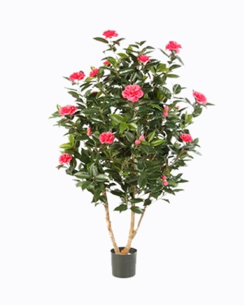 Camellia