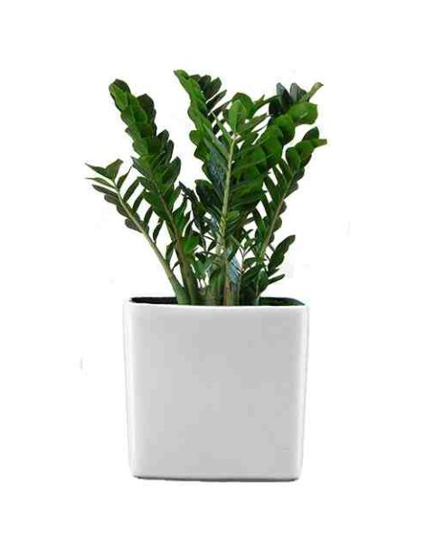 Zambia Plant
