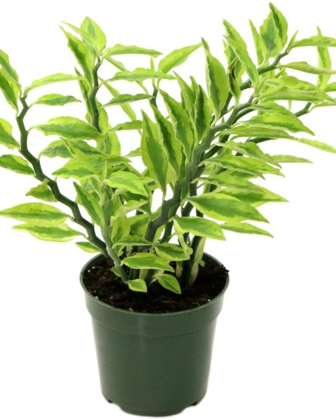 Devil's Backbone Plant