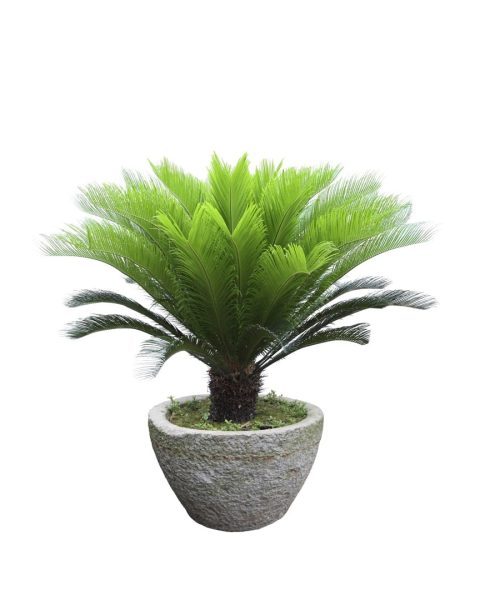 Cycas Revoluta Plant